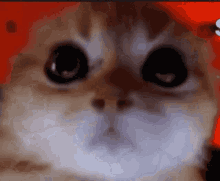 Angry Cats GIF - Angry Cats Kitten GIFs
