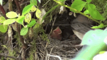 birds moms babies chicks feeding