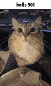 a close up of a cat with the words balls 501 on the bottom