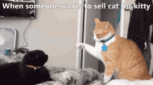 Cats Slapping GIF