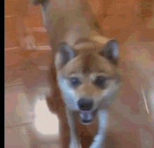 Shiba Doge GIF - Shiba Doge Dancing Dog GIFs