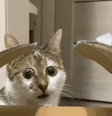 GIF