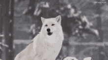 Wolf Howl GIF