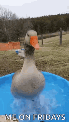 duck dabbling cute excited