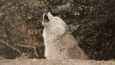 Howling Wolf GIF - Howling Wolf GIFs