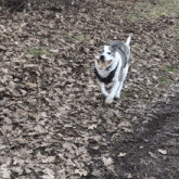 Harvey Hound Dog Staffie GIF - Harvey Hound Dog Staffie Dog Walking GIFs