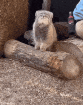 a cat sitting on a log next to a bottle that says ' sierra nevada ' on it
