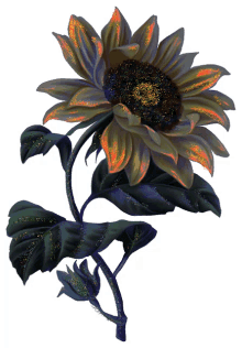 sunflower flash