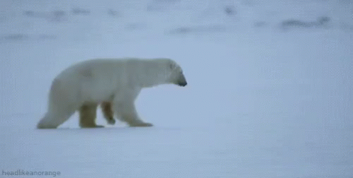 polar bear attack gif