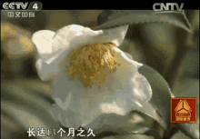 Biosenca Camellia Oil GIF - Biosenca Camellia Oil Camellia Seed Oil GIFs