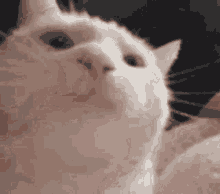 Cat Nodding GIF - Cat Nodding Headbang GIFs