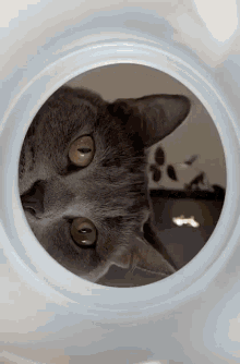 Cat Kitty GIF - Cat Kitty Paw GIFs