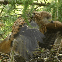 Flapping My Wings Red Kite GIF - Flapping My Wings Red Kite Robert E Fuller GIFs