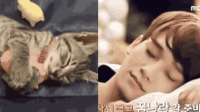 Sleep Chen GIF - Sleep Chen Kjdreacts GIFs