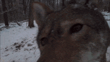 a close up of a wolf 's face with a blurred background
