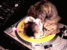 Cats Spin GIF - Cats Spin Record GIFs