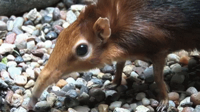 Weird Animal GIF - Weird Animal Nose - Discover & Share GIFs