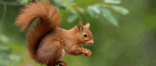 Squirrel Grass GIF - Squirrel Grass GIFs
