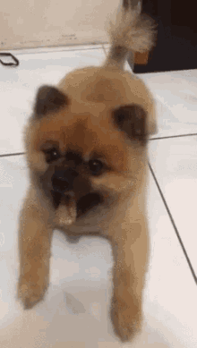 a small brown dog is standing on its hind legs on a tiled floor .