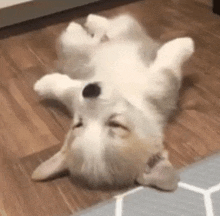 a dog is laying on its back on a wooden floor .