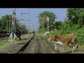 a cow walking on train tracks with a man walking behind her