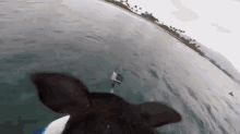 When Pigs Can Surf  GIF - Pig Surf Wave GIFs