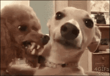 Dog Nervous GIF - Dog Nervous Scary GIFs