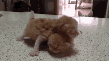 What Are You Kids Up To? GIF - Cat Kitten Wrestle GIFs
