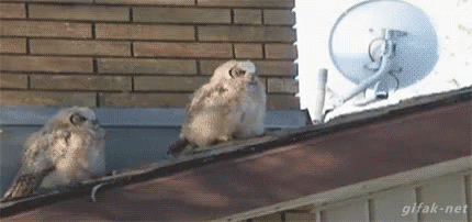 Owl Roof GIF - Owl Roof Shit GIFs