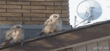 Owl Roof GIF - Owl Roof Shit GIFs