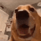 Labrador Dog GIF - Labrador Dog Screaming GIFs