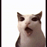 a close up of a cat with its mouth open and a surprised look on its face .
