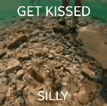 Shark Kiss Boop GIF - Shark Kiss Shark Boop GIFs