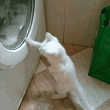 Cat Laundry GIF - Cat Laundry GIFs