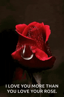 a red rose with a drop of water on it and a quote that says " i love you more than you love your rose "