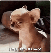 a small chihuahua dog is sitting on a couch and looking at the camera with the words no bueno bravos above it .