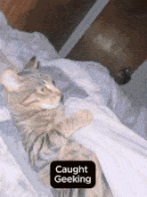 a cat laying on a bed with a sticker that says caught geeking on it