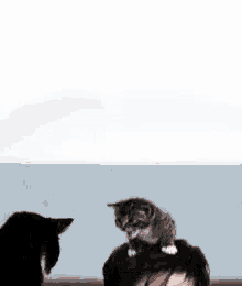 David Tennant Kittens GIF - David Tennant Kittens Cats GIFs