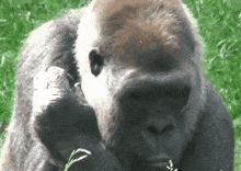 a close up of a gorilla looking at the camera