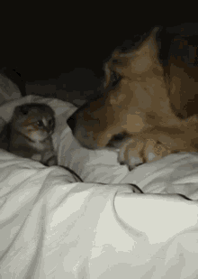 Cat Funny Cats GIF - Cat Funny Cats Dog GIFs