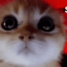 Cat Kitty GIF - Cat Kitty Cat Memes GIFs