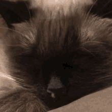 Cat Snot GIF - Cat Snot Sick GIFs