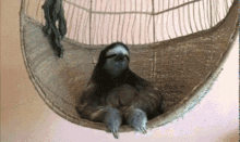 What Wut GIF - What Wut Sloth GIFs