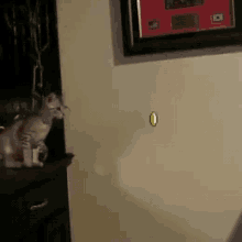 Mario Jumps Over Cat GIF - Cats Cute Supermario GIFs