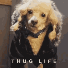 Thug Dog GIF - Thug Dog Life GIFs