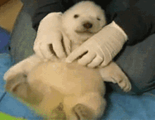 Polar Bear Tickles GIF - Polar Bear Tickles Bear GIFs