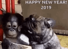 happy new year2019 kiss lick dog monkey
