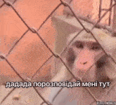 Monkey Meme GIF - Monkey Meme Ukraine GIFs