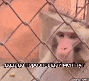 Meme Monkey GIF - Meme Monkey - Discover & Share GIFs, meme monkey gif