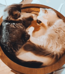 Embarrased Ragdoll GIF - Embarrased Ragdoll Cat GIFs